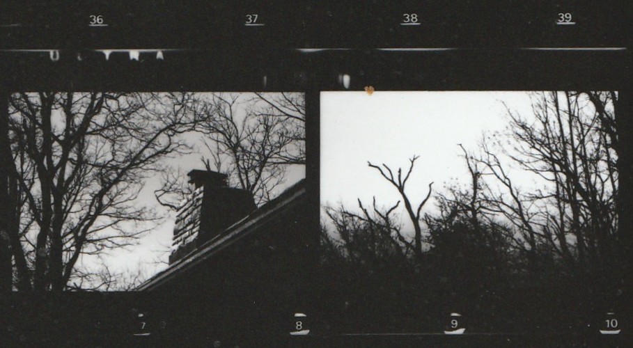 Two film photographs of trees from a contact sheet.