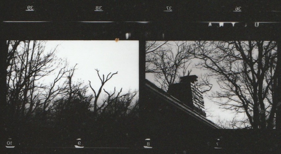 The same tree photographs, but mirrored horizontally.